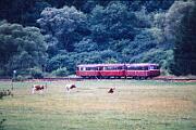1988-66-012 Wittlich Sonderfahrt eines 798 nach Bernkastel